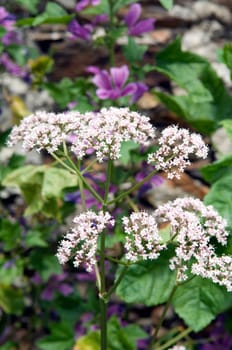 Baldrian  Valeriana officinalis
