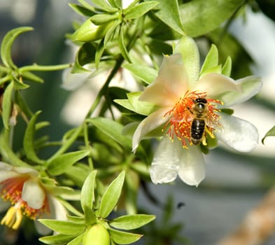 Barbados-Stachelbeere  Pereskia aculeata