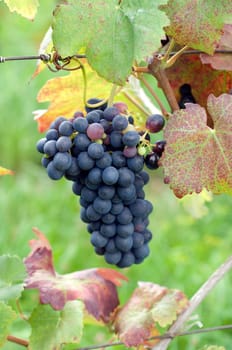 Barbera rossa