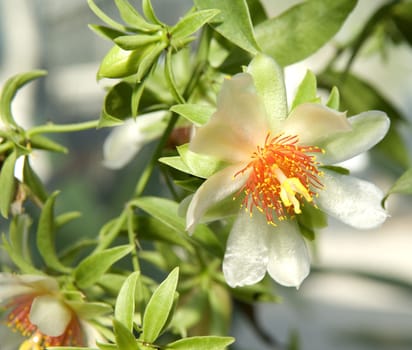 Barbados-Stachelbeere  Pereskia aculeata