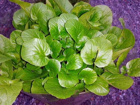 Barbarakraut, Barbarea, vulgaris, Asia-Salat