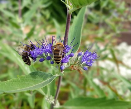 Bartblume, Caryopteris x clandonensis