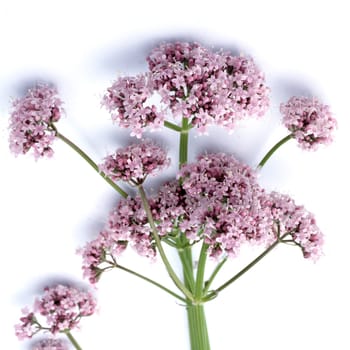 Baldrian, Valeriana officinalis, Heilpflanze, Heilpflanzen, key, keying, Freisteller, Studio, bluebox, chromakey, Blüte, Blüten, Nutzpflanze,  Nutzpflanzen..