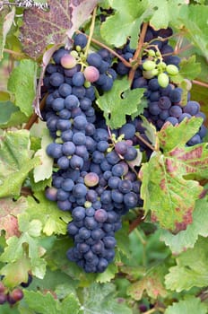 Barbera rossa