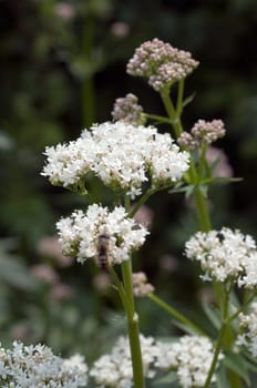 Baldrian  Valeriana officinalis