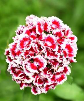 Bartnelke, Dianthus barbatus
