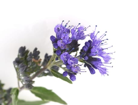 Bartblume, Caryopteris x clandonensis
