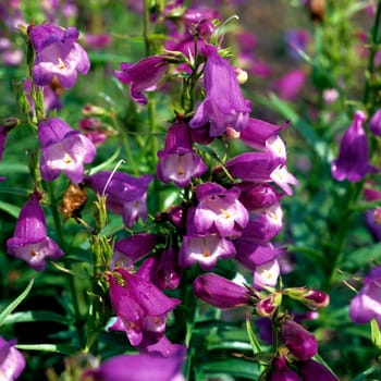 Bartfaden, Penstemon campanulatus