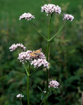 Baldrian  Valeriana officinalis