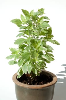 Basilikum, Ocimum, basilicum
