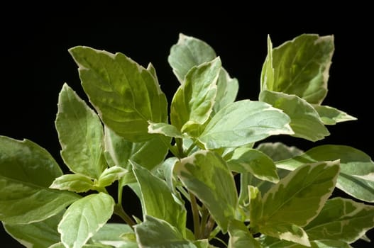 Basilikum, Ocimum, basilicum