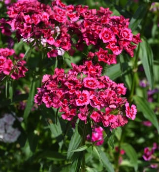 Bartnelke, Dianthus barbatus, ist eine Nelke mit bunten Blueten. Sie ist eine wichtige Heilpflanze und wird auch in der Medizin verwendet. The carnation, Dianthus barbatus, is a carnation with colorful flowers. It is an important medicinal plant and is also used in medicine.