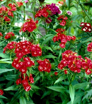 Bartnelke, Dianthus barbatus