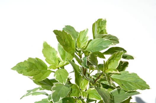 Basilikum, Ocimum, basilicum