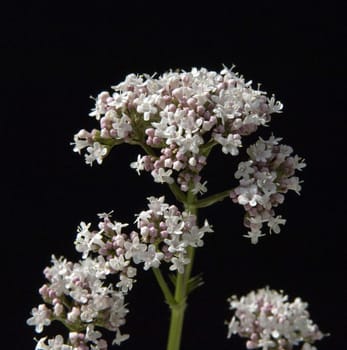 Baldrian, Baldrianbluete, Valeriana, officinalis, Heilpflanze