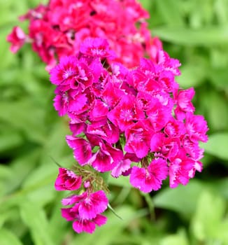 Bartnelke, Dianthus barbatus