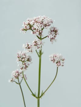 Baldrianbluete  Valeriana officinalis