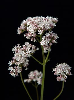 Baldrianbluete  Valeriana officinalis