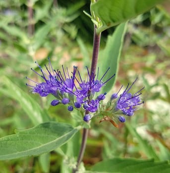 Bartblume, Caryopteris x clandonensis