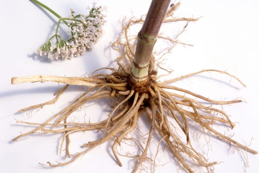 Baldrian, Baldrianbluete, Valeriana, officinalis, Heilpflanze
