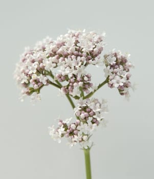 Baldrian, Baldrianbluete, Valeriana, officinalis, Heilpflanze