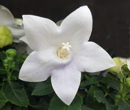 Ballonblume  Platycodon  grandiflorum