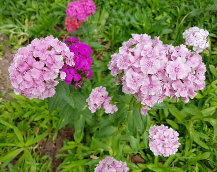 Bartnelke, Dianthus barbatus, ist eine Nelke mit bunten Blueten. Sie ist eine wichtige Heilpflanze und wird auch in der Medizin verwendet. The carnation, Dianthus barbatus, is a carnation with colorful flowers. It is an important medicinal plant and is also used in medicine.