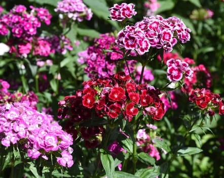 Bartnelke, Dianthus barbatus, ist eine Nelke mit bunten Blueten. Sie ist eine wichtige Heilpflanze und wird auch in der Medizin verwendet. The carnation, Dianthus barbatus, is a carnation with colorful flowers. It is an important medicinal plant and is also used in medicine.