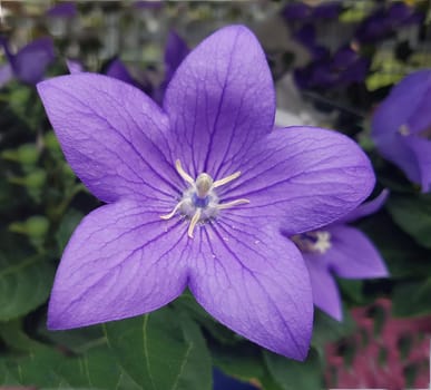 Ballonblume  Platycodon  grandiflorum