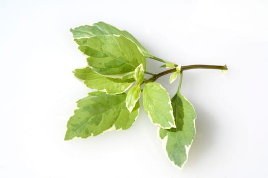 Basilikum, Ocimum, basilicum