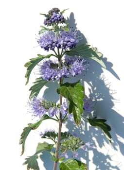 Bartblume  Caryopteris x clandonensis