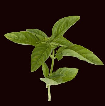 Basilikum  Ocimum  basilicum  Heilpflanze