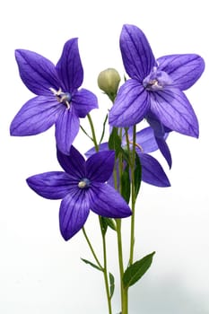 Ballonblume, Platycodon, grandiflorum