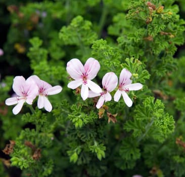 Balsam-Duftgeranie  Duftgeranie  Pelargonium crispum