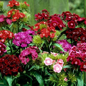 Bartnelke, Dianthus barbatus