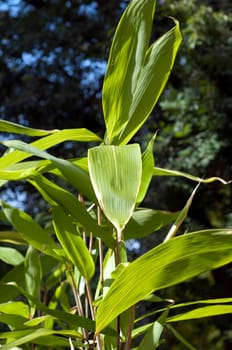 Bambus, indocalamus