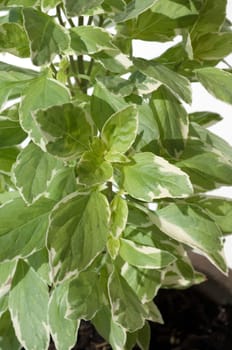 Basilikum, Ocimum, basilicum