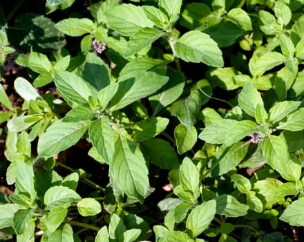 Bananenminze, Mentha arvensis Banana