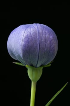 Ballonblume, Platycodon, grandiflorum