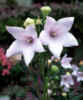 Ballonblume, Platycodon grandiflorum