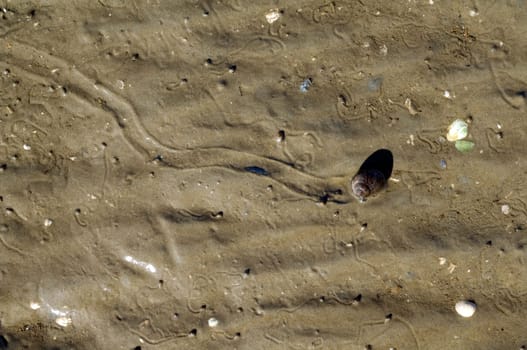 Bandfoermige Spuren, Strandschnecke