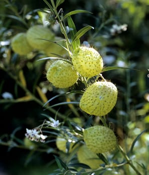 Ballonfrucht  Gomphocarpus fruticosus