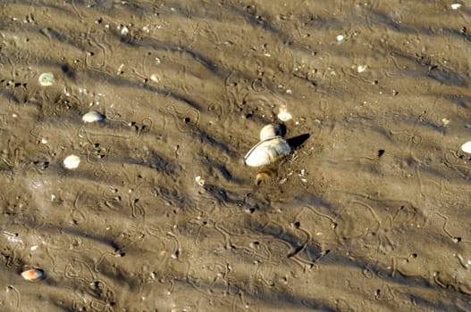 Bandfoermige Spuren, Wattschnecke