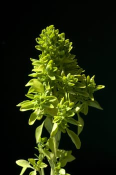 Basilikum, Piccolino, Ocimum, basilicum