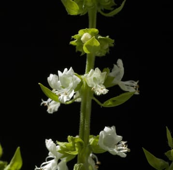 Basilikum  Ocimum basilicum, Heilpflanzen