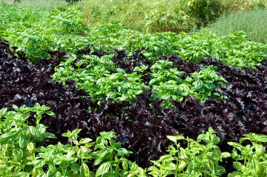 Basilikum  Ocimum basilicum