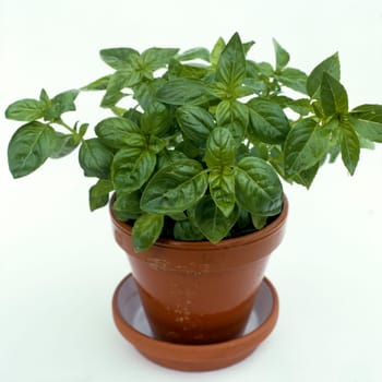 Basilikum  Ocimum  basilicum  Blatt,  .Heilpflanzen