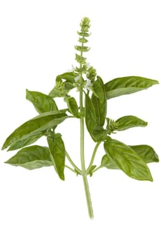 Basilikum  Ocimum  basilicum  Heilpflanze