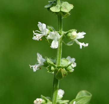 Basilikum, Ocimum, basilicum, Heilpflanze, Kraeuter