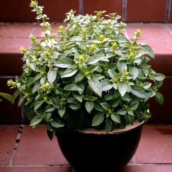 Basilikum  Ocimum basilicum  Topf